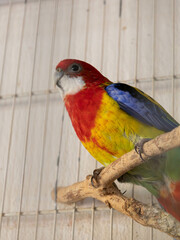 red, yellow, blue, green and white bird on a branch
