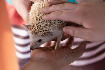 hedgehog in hands © HayannaBorzani