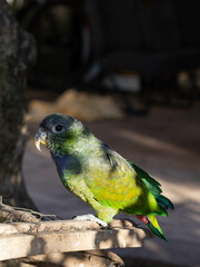 green and blue parrot on a branch