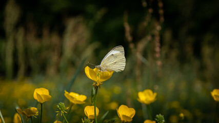 Biały motyl siedzący na żółtym kwiatku  - obrazy, fototapety, plakaty