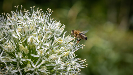 pszczoła zapylający kwiaty, zbierająca nektar - makro - obrazy, fototapety, plakaty