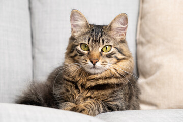 Portrait of a beautiful tabby cat with yellow-green eyes resting lying on a gray sofa