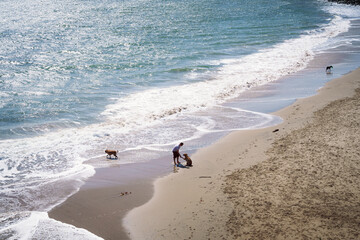 Man Playing with Dogs on the Beach