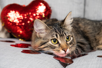 Valentine's Day cat, beautiful young cat lying on a gray sofa among red hearts.