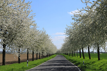 Fototapeta na wymiar Allee mit blühenden Kirschbäumen
