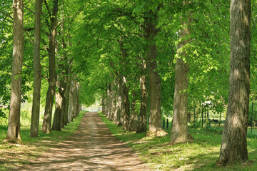 Allee mit Lindenbäumen in einem Park