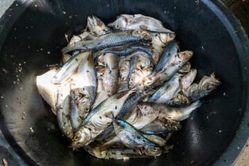 préparation du poisson juste péché dans le port d pêche de Dakar au Sénégal en Afrique de l'Ouest