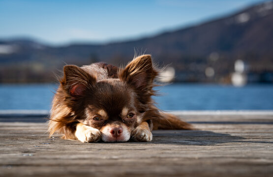Portrait von einem s&uuml;&szlig;en Chihuahua namens Filou