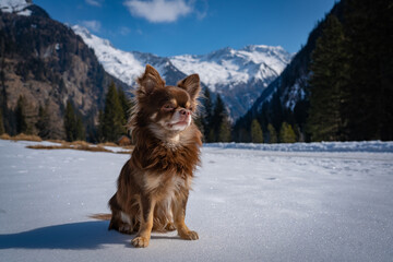 Portrait von einem süßen Chihuahua namens Filou