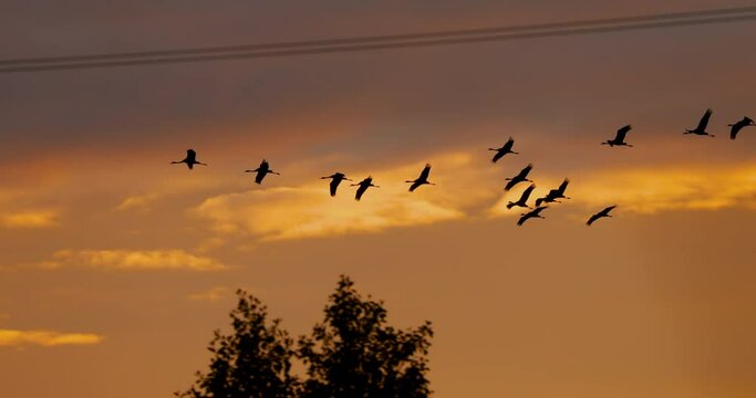 Common Crane Or Grus Grus. Birds Winter Migration. Flock Of Common Cranes Or Eurasian Cranes Fly In Sunny Blue Autumn Sky. Nesting Cranes, Nest. Eastern Europe. Bright Light Orange, Yellow Colors Sky.