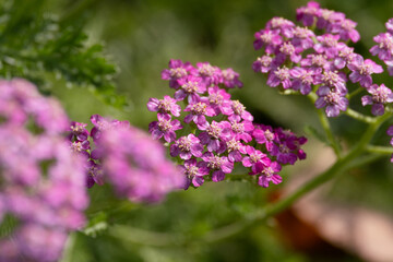 Beautiful colored macro wildflowers in the garden on a sunny day in summer or spring