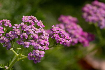 Obraz premium Beautiful colored macro wildflowers in the garden on a sunny day in summer or spring