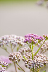 Beautiful colored macro wildflowers in the garden on a sunny day in summer or spring