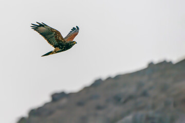 Harris's hawk flying