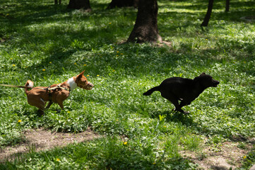 African Basenji dog in a muzzle plays with a stray dog on a walk. 