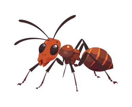 insect nature ant animal
