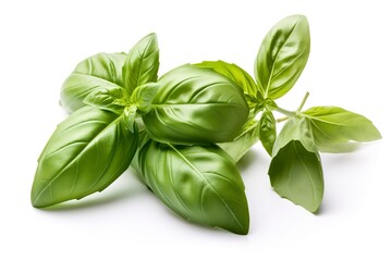 Fresh green organic basil and rosemary leaves isolated on white background, generate ai