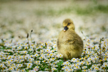 Ein verträumt schauendes Gänseküken in einer mit Gänseblümchen übersähten Wiese.