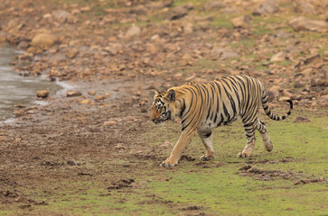 A tiger at the bank of lake at Tadoba Andhari Tiger Reserve, India