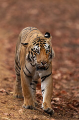 Fototapeta na wymiar A tiger at Tadoba Andhari Tiger Reserve, India