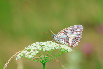 Marbled white beauty butterfly sitting on Cow Parsley flowers in summer green field