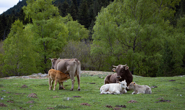Familia de bovinos 