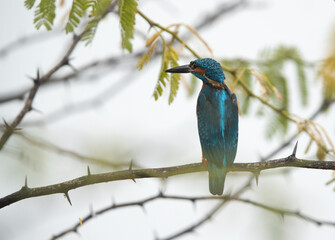 Common Kingfisher perched on tree at Bhigwan bird sanctuary Maharashtra