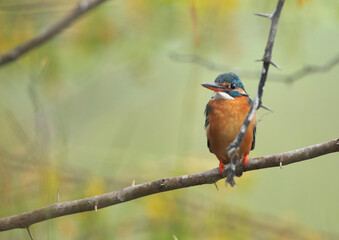 Common Kingfisher perched on tree at Bhigwan bird sanctuary Maharashtra