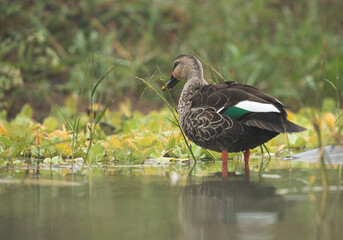Indian spot-billed duck at Bhigwan bird sanctuary, India