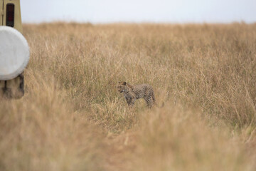 Tourists vehicle and a leopard in the grassland at Masai Mara, Kenya