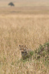 Leopard emerging out in savannah grassland, Masai Mara, Kenya