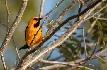 Naklejka premium Close up of orange feathered bird perched in a tree with blurry background in Yucatan at sunset