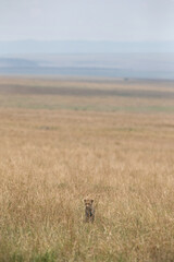 Leopard walkng in vast savannah grassland, Masai Mara, Kenya