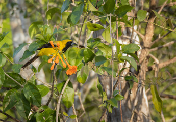 Yellow and black oriole bird perched in a tree with green leaves and orange flower in the Yucatan jungle 