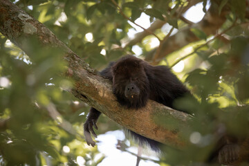 Adult howler monkey sleeping in a tree on a hot day after lunch in the Yucatan green tropical forest 