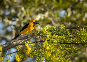Orange oriole bird with black beak perched in a tree with green leaves and blurry background in the jungle of Yucatan at sunset 