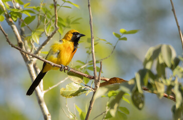 Orange oriole bird perched in a tree of the Yucatan tropical green forest with blurry background with soft light on a sunny morning