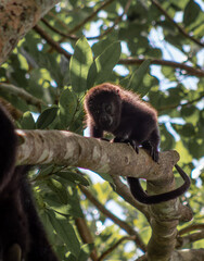 Juvenile black howler monkey in the tropical jungle with backlighting and green leaves on a sunny...