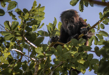 Close up of juvenile howler monkey hanging in a tree of the green tropical forest of the Yucatan peninsula with blue sky in the background 