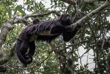 Female howler monkey with juvenile on her back in a tree of the tropical jungle of Calakmul biosphere reserve on a cloudy day  - obrazy, fototapety, plakaty