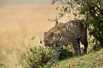 Leopard near a small bush at Masai Mara, Kenya