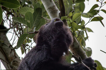 Close up of black howler monkey in a tree of the tropical forest in Yucatan surrounds by green...