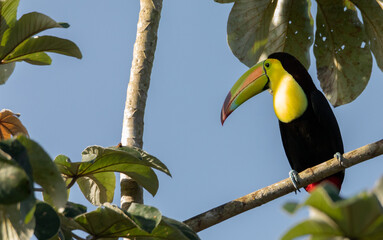 Beautiful colorful toucan perched in a tree in the tropical green forest of Yucatan with blue sky in the background 