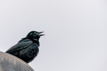Scrub blackbird chirping