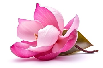 pink magnolia on transparent background , generate ai
