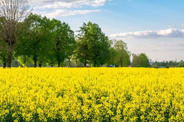widok na kwitnące pole rzepaku © robert6666