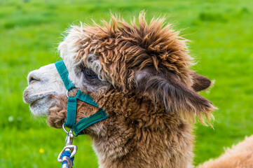 A close up side view of a brown Alpaca having a walk in a field near Melton Mowbray in Summertime