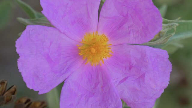 Close up of Grey-leaved Cistus (Cistus albidus) flower gently blowing in the wind