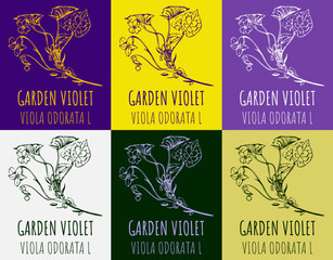 Set of vector drawing of GARDEN VIOLET in various colors. Hand drawn illustration. Latin name Viola odorata L.

