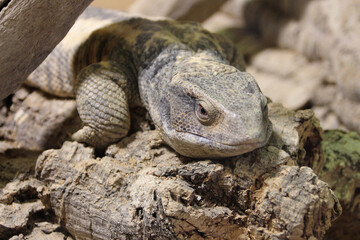 lizard in a zoo in france 